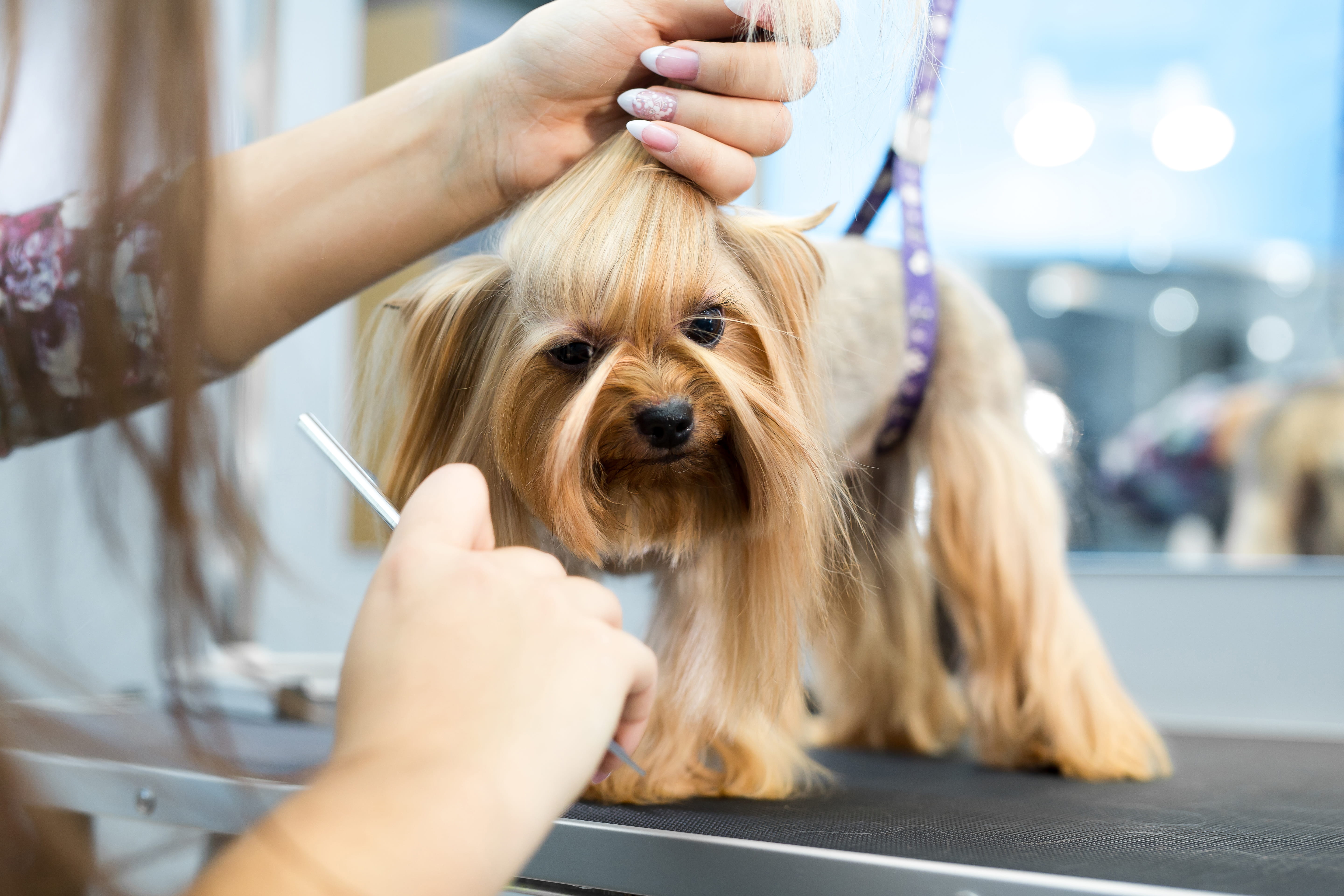 Best For Pets