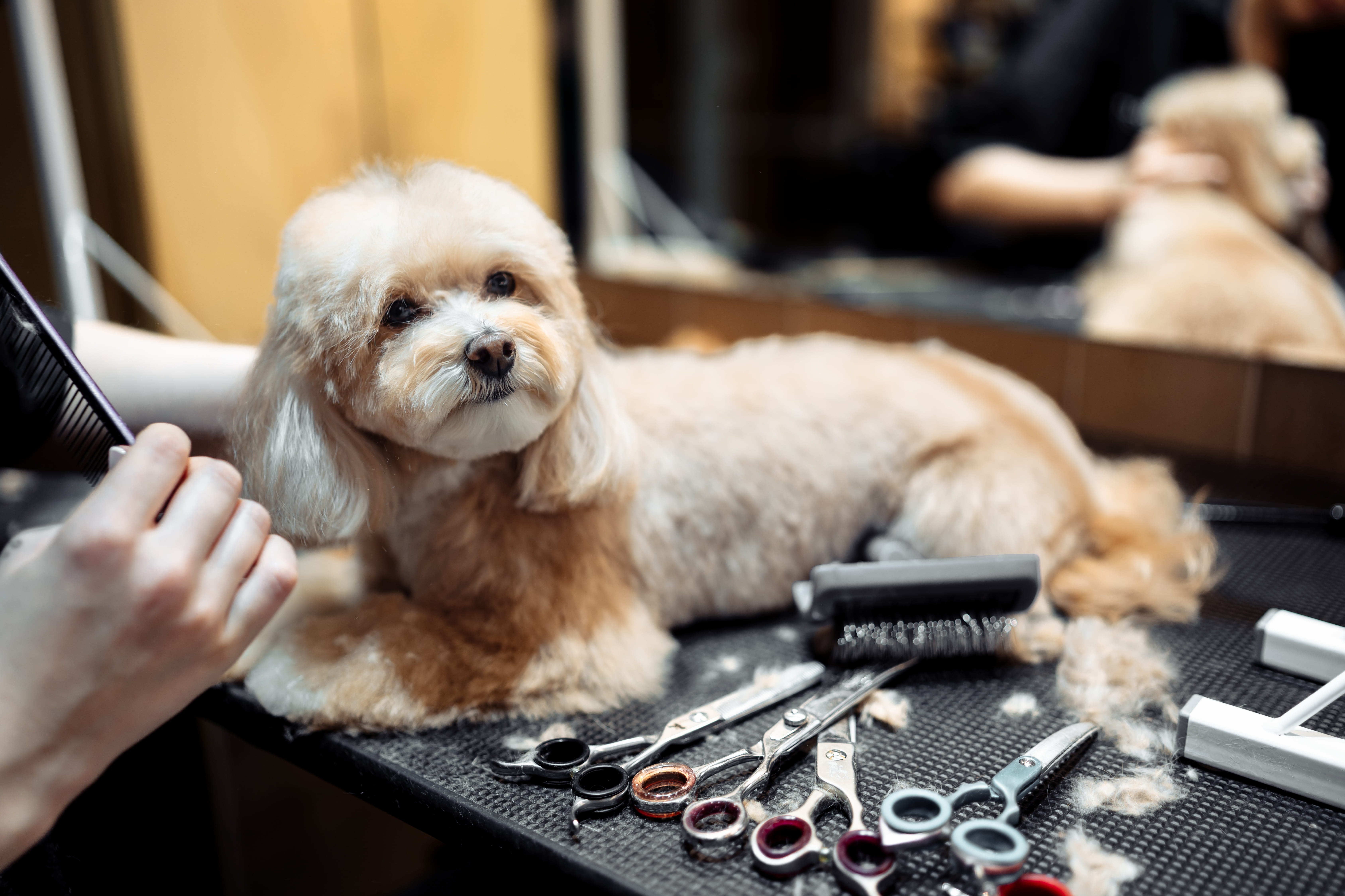 Pet Grooming Services Chennai
