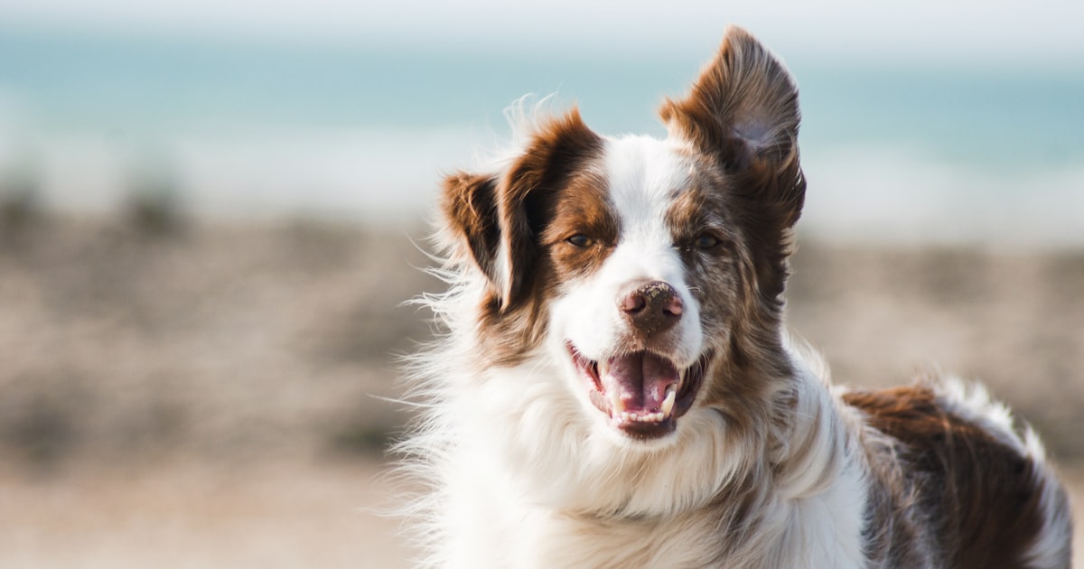 Complete Guide to Healthy Meals for Dogs in 2026