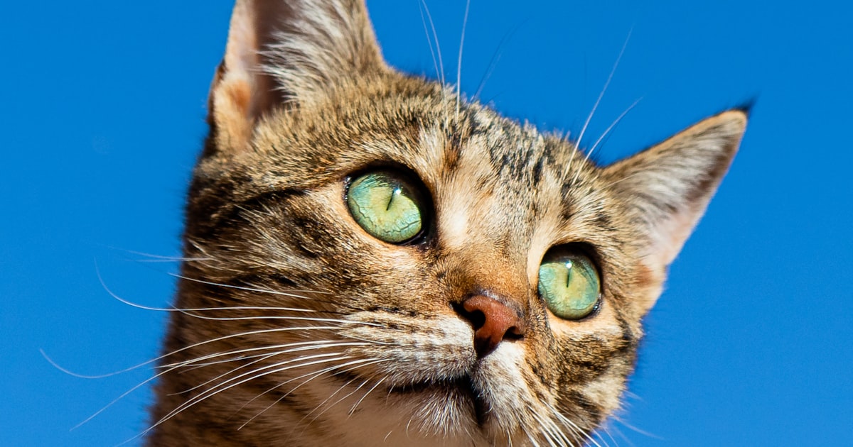 Professional pet grooming and spa services in Maduravoyal Chennai – Best For Pet