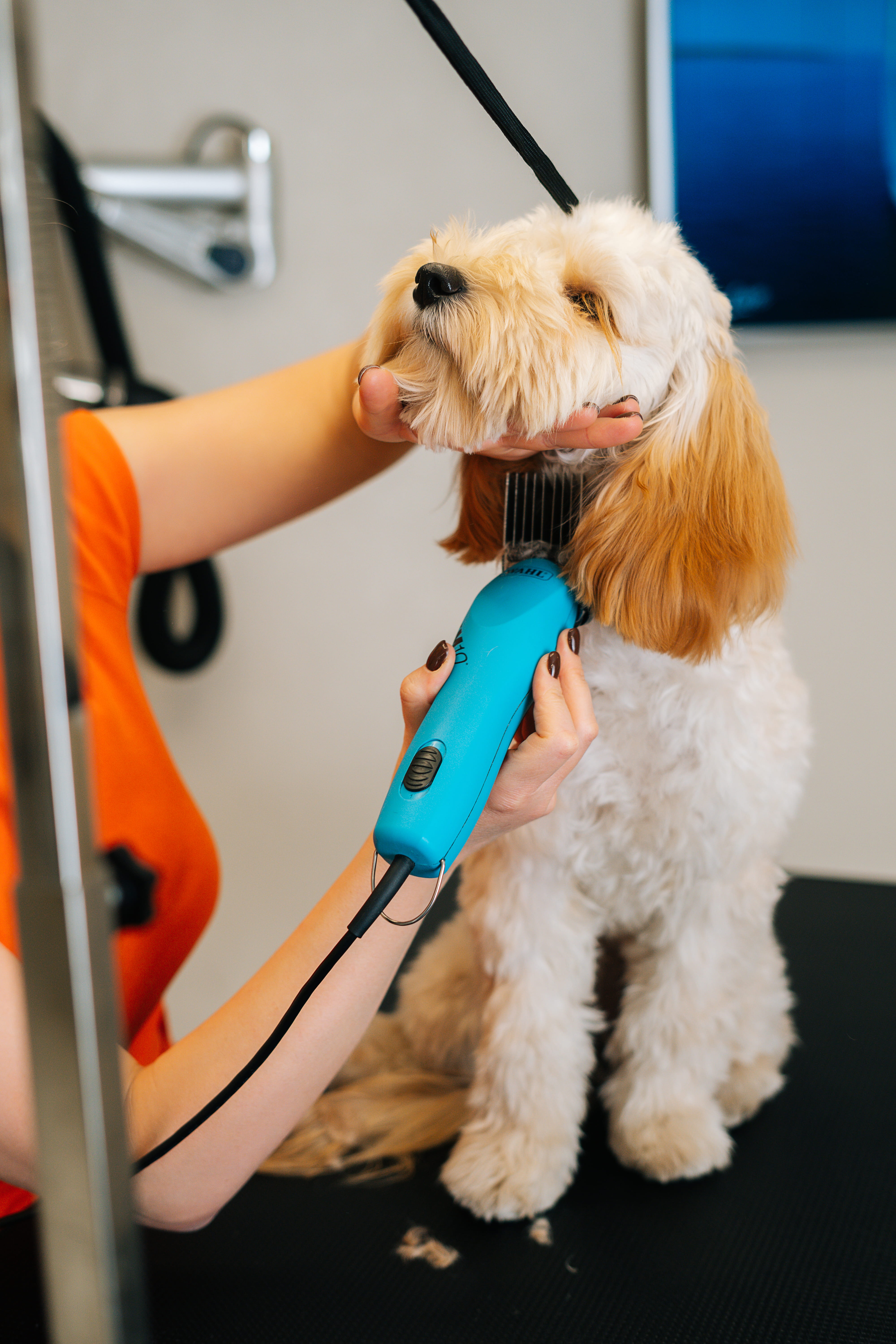 BESTFORPET