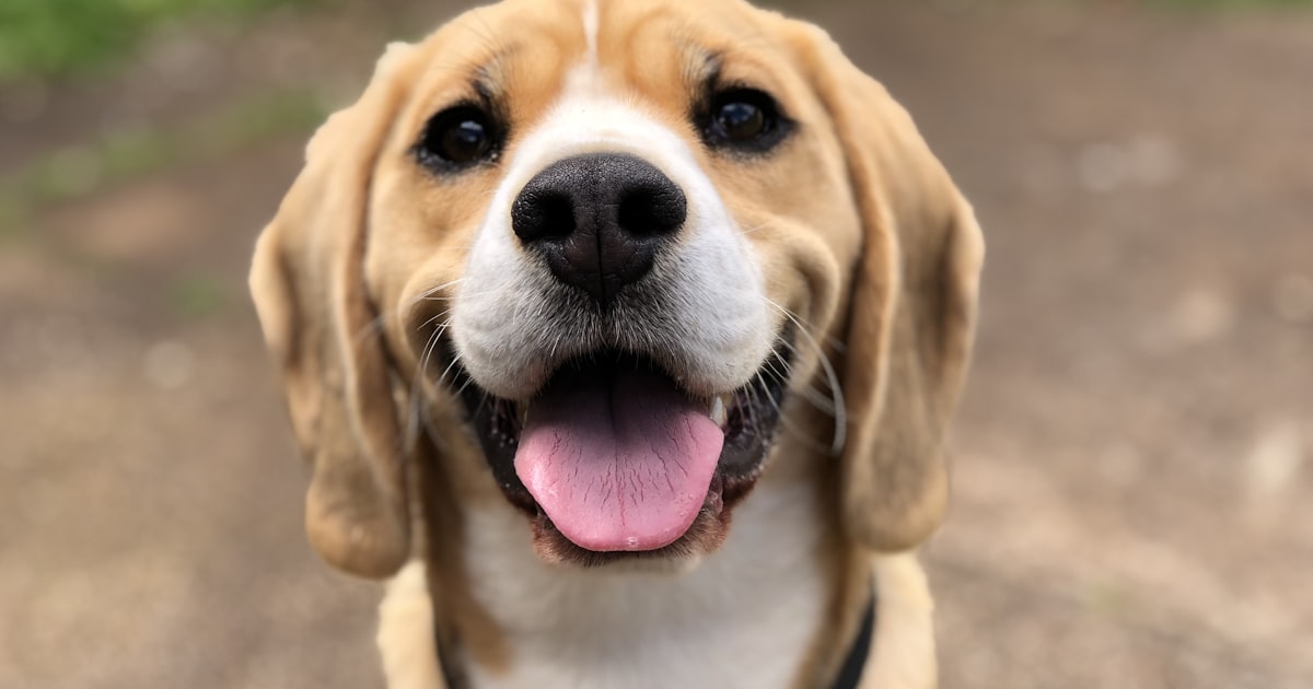 Best healthy meals for dogs and cats at Best For Pet Chennai branches
