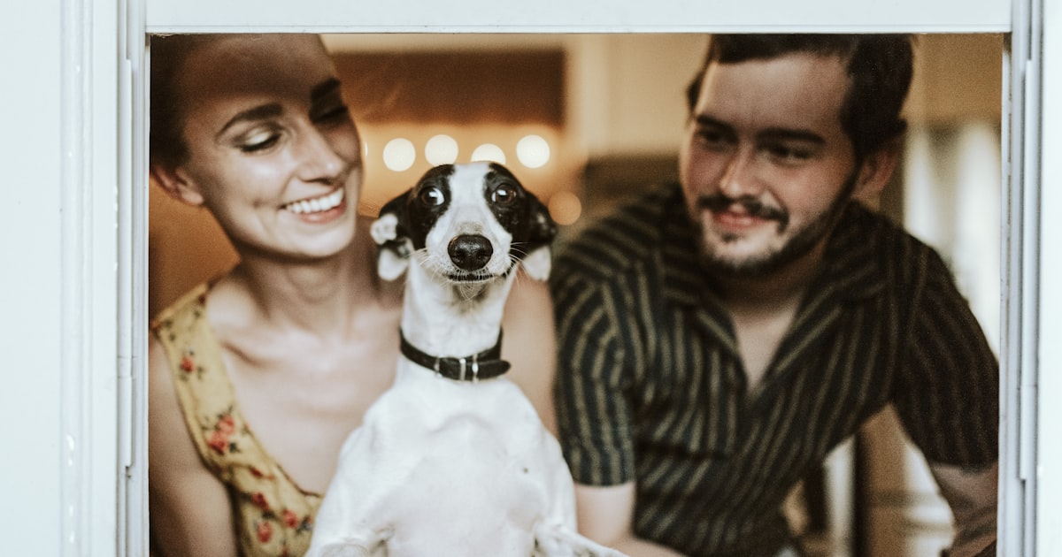 Top rated pet products in India for dogs and cats – Best For Pet Chennai