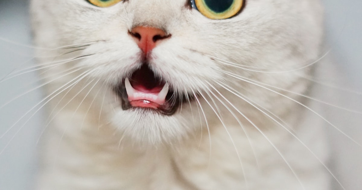 Top wet cat food brands in India comparison – Best For Pet Chennai