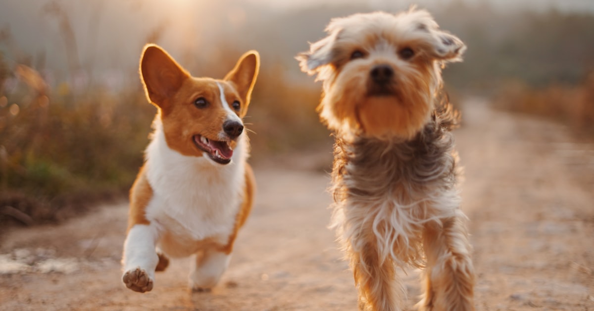 Top high protein dog food products in India for muscle growth and energy – Best For Pet Chennai